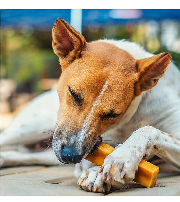 Small Yak Chews for Dogs