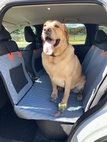 Hard-Bottom Dog Travel Platform