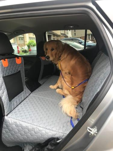 Hard-Bottom Dog Travel Platform
