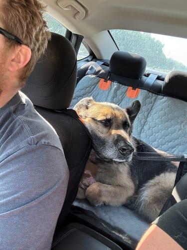 Hard-Bottom Dog Travel Platform